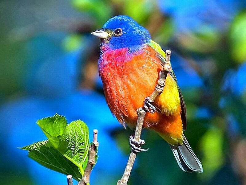 Colorful Bird on Branch — Blue, Vibrant, Afternoon