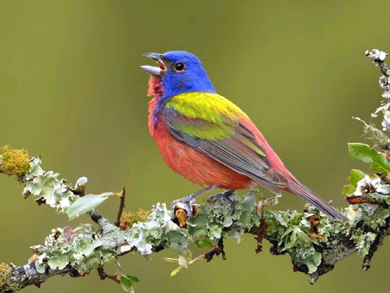 Colorful Bird on Branch — Blue, Vibrant