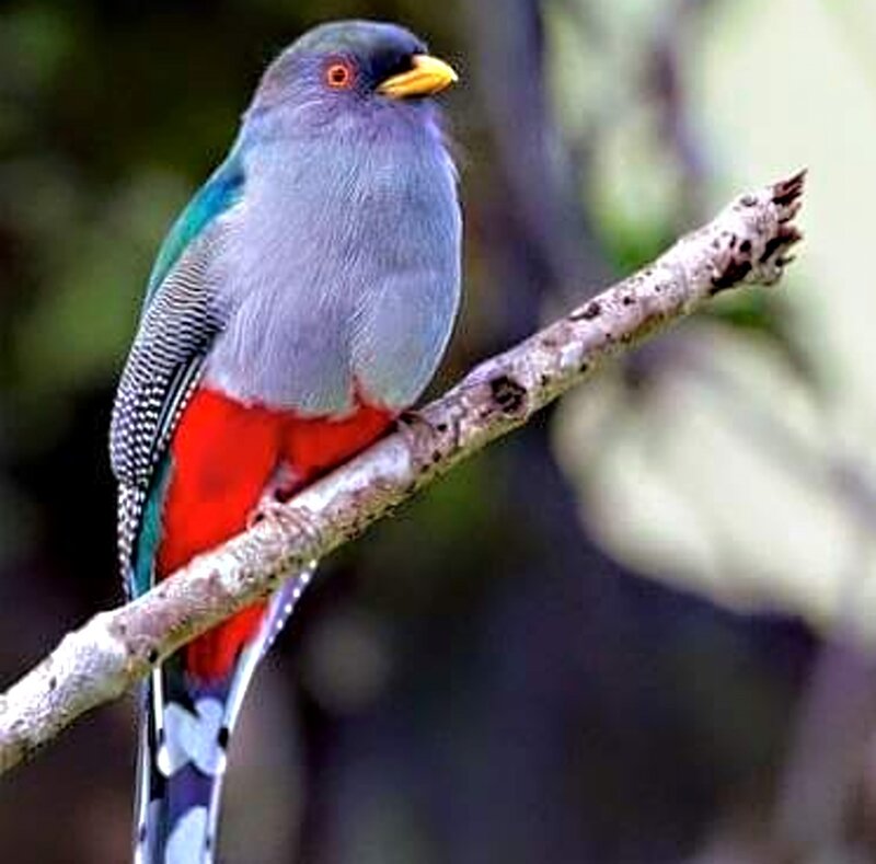 Colorful Bird on Branch — Gray