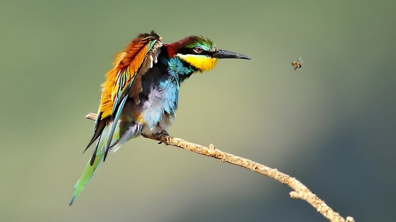 Colorful Bird on Branch — Green, Calm, Afternoon, Photograph