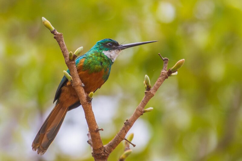 Colorful Bird on Branch — Green, Calm, Morning, Photograph