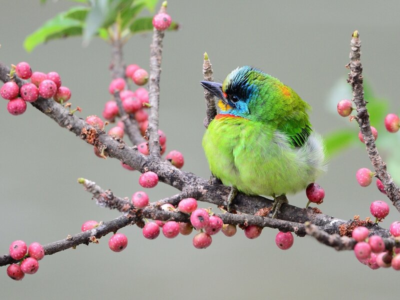 Colorful Bird on Branch — Green, Calm, Photograph, Berries