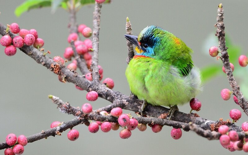 Colorful Bird on Branch — Green, Calm, Photograph, Berries, Tree