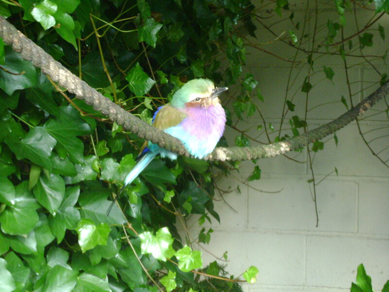 Colorful Bird on Branch — Green, Calm, Photograph, Ivy