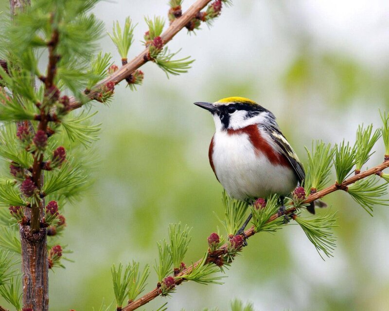 Colorful Bird on Branch — Green, Calm, Spring