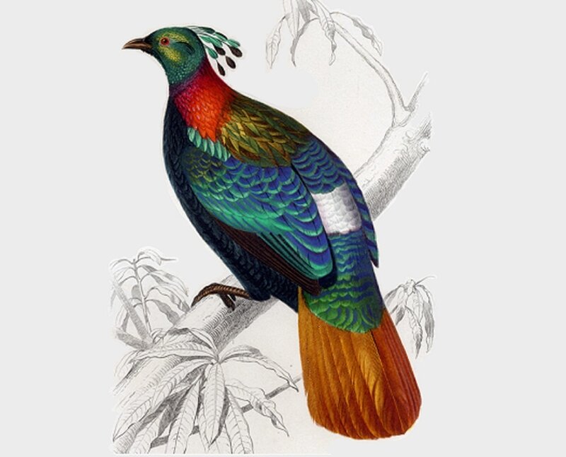 Colorful Bird on Branch — Green, Calm