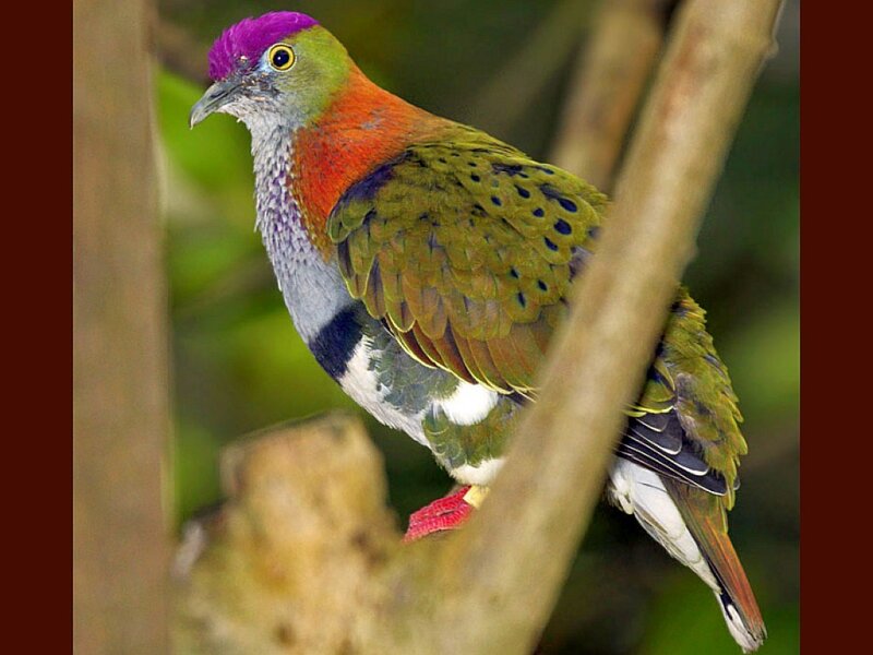 Colorful Bird on Branch — Green, Natural, Photograph, Forest, Purple