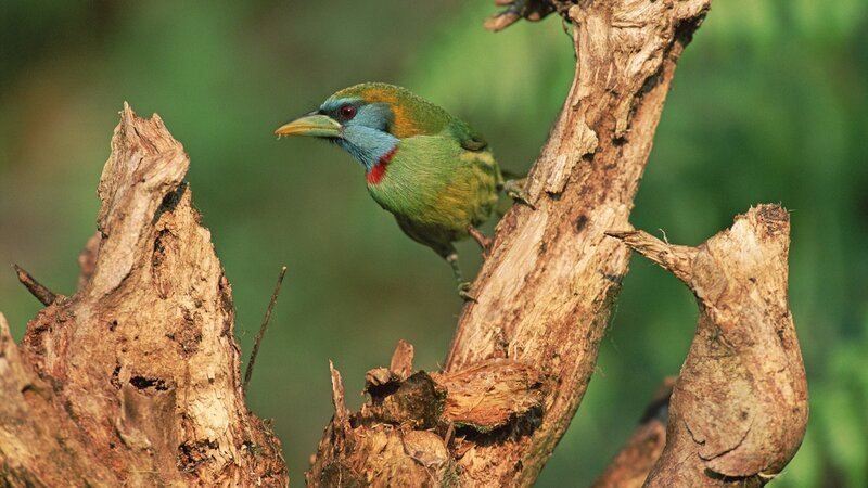 Colorful Bird on Branch — Green, Natural, Photograph, Forest