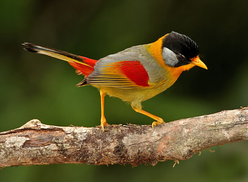 Colorful Bird on Branch — Green, Natural, Photograph, Forest, Yellow