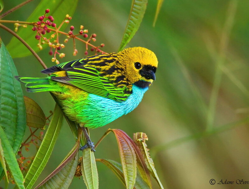 Colorful Bird on Branch — Green, Natural, Photograph