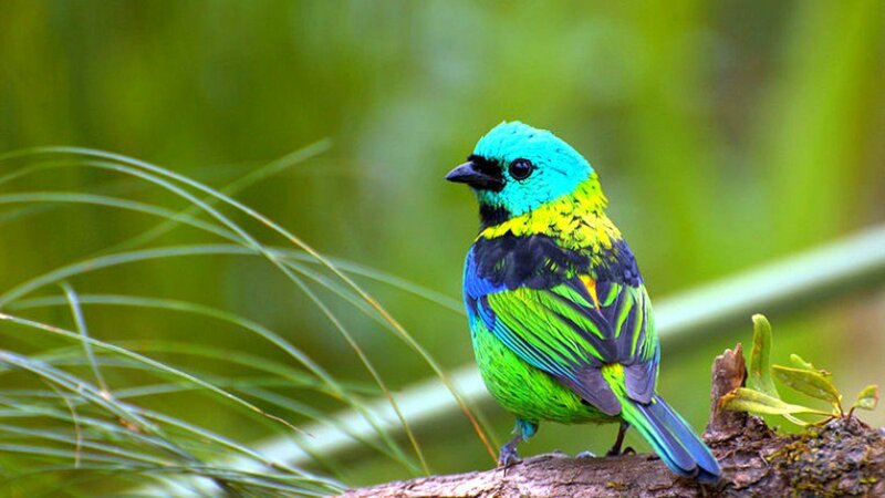 Colorful Bird on Branch — Green, Natural