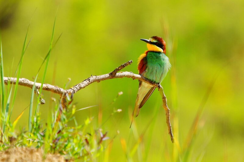 Colorful Bird on Branch — Green, Serene, Afternoon, Photograph