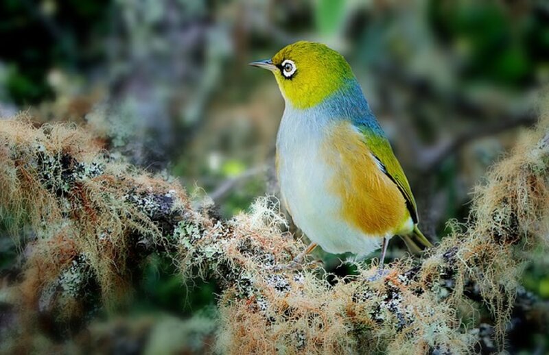 Colorful Bird on Branch — Green, Serene, Photograph, Moss