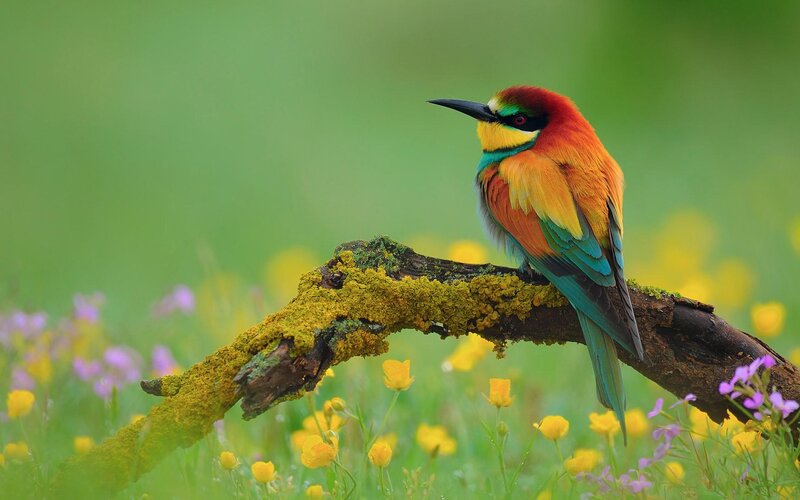 Colorful Bird on Branch — Green, Serene, Spring, Photograph, Flowers