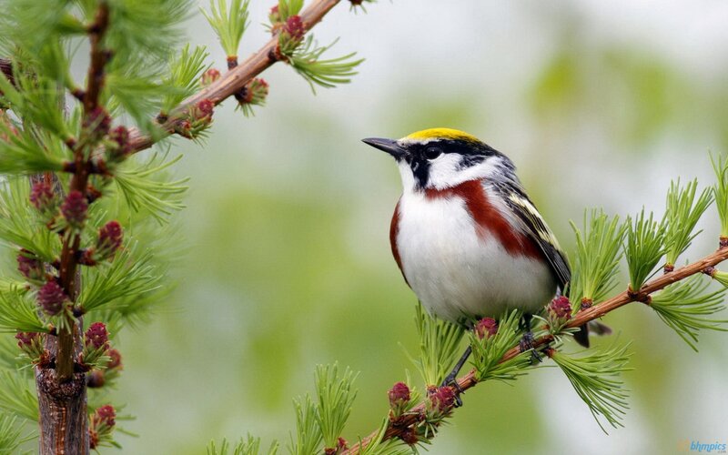 Colorful Bird on Branch — Green, Serene, Spring