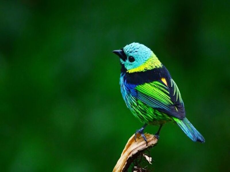 Colorful Bird on Branch — Green, Serene