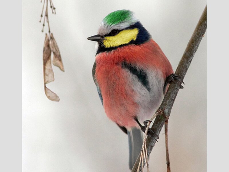Colorful Bird on Branch — Green