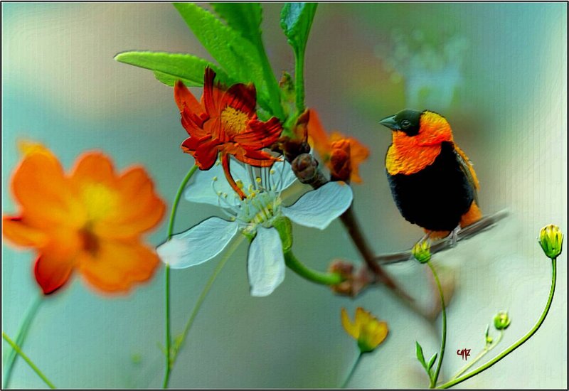 Colorful Bird on Branch — Orange, Serene, Spring