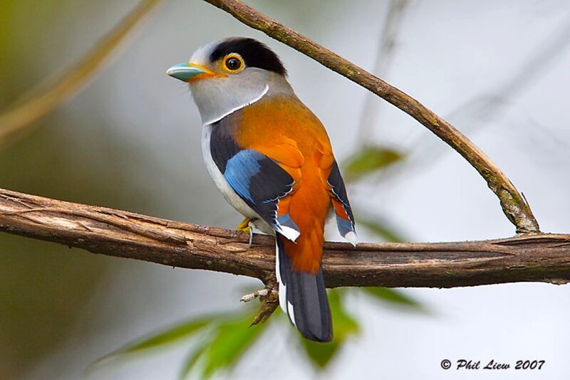 Colorful Bird on Branch — Orange
