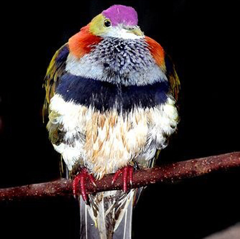 Colorful Bird on Branch — Purple, Dramatic, Photograph