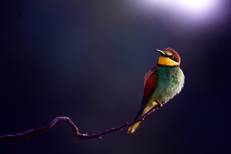 Colorful Bird on Branch — Purple, Dramatic