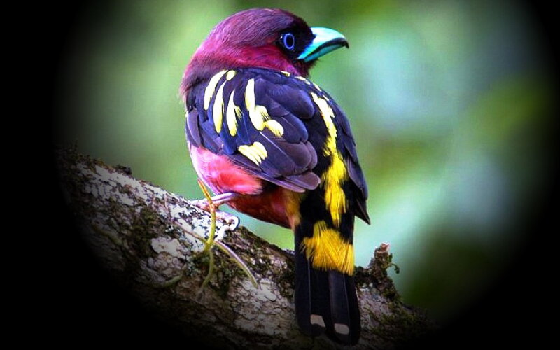 Colorful Bird on Branch — Purple, Natural