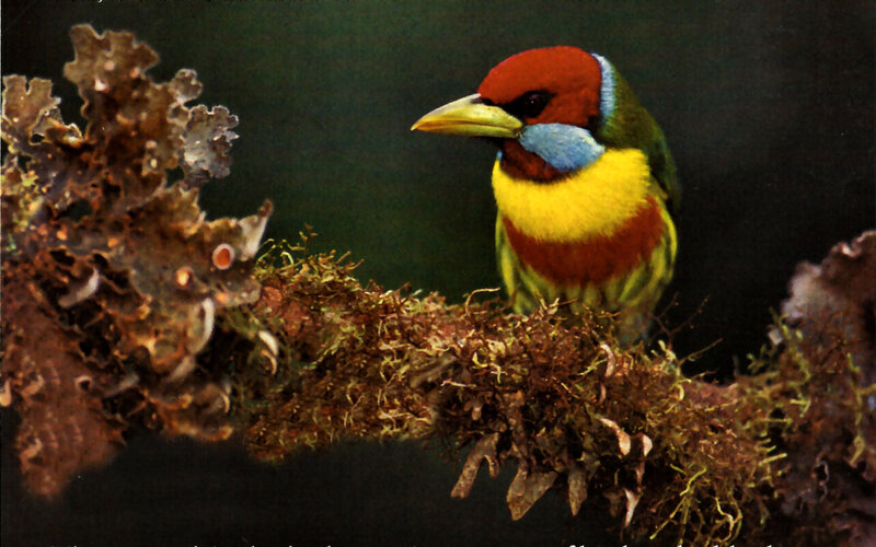 Colorful Bird on Branch — Red, Natural