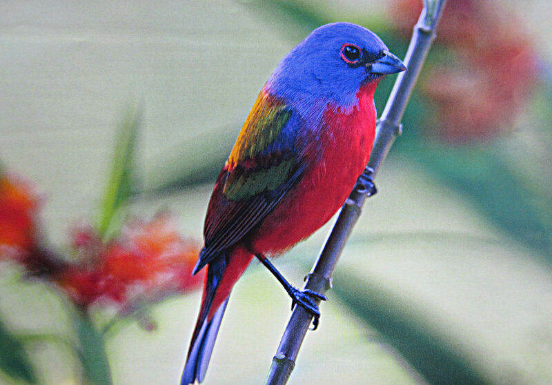 Colorful Bird on Branch — Red, Vibrant, Photograph, Flowers