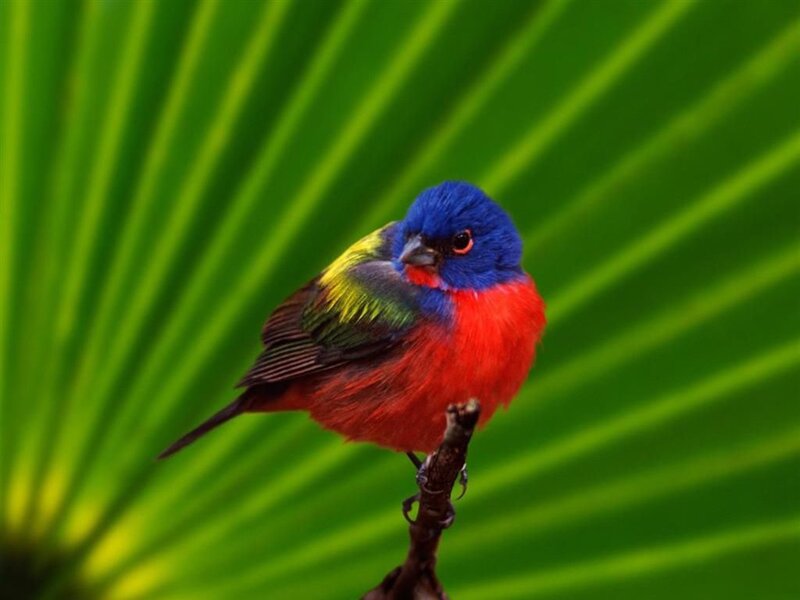 Colorful Bird on Branch — Red, Vibrant, Photograph, Leaf, Blue, Green