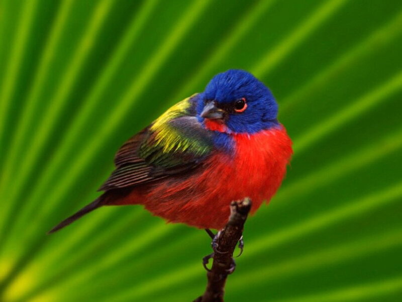 Colorful Bird on Branch — Red, Vibrant