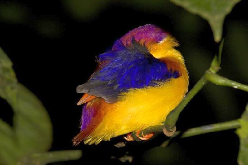 Colorful Bird on Branch — Yellow, Calm