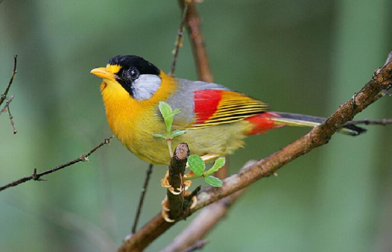Colorful Bird on Branch — Yellow, Natural, Photograph