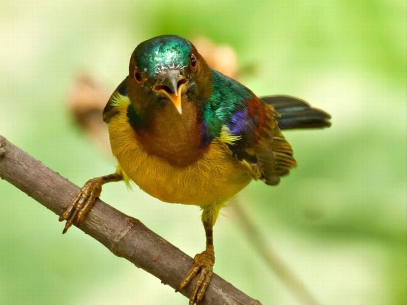 Colorful Bird on Branch — Yellow, Natural