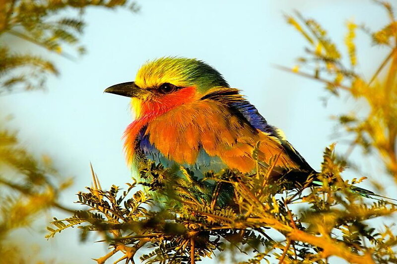 Colorful Bird on Branch — Yellow