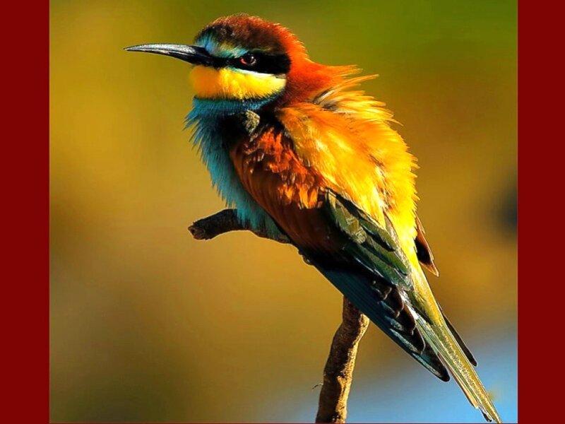 Colorful Bird on Branch — Yellow, Vibrant