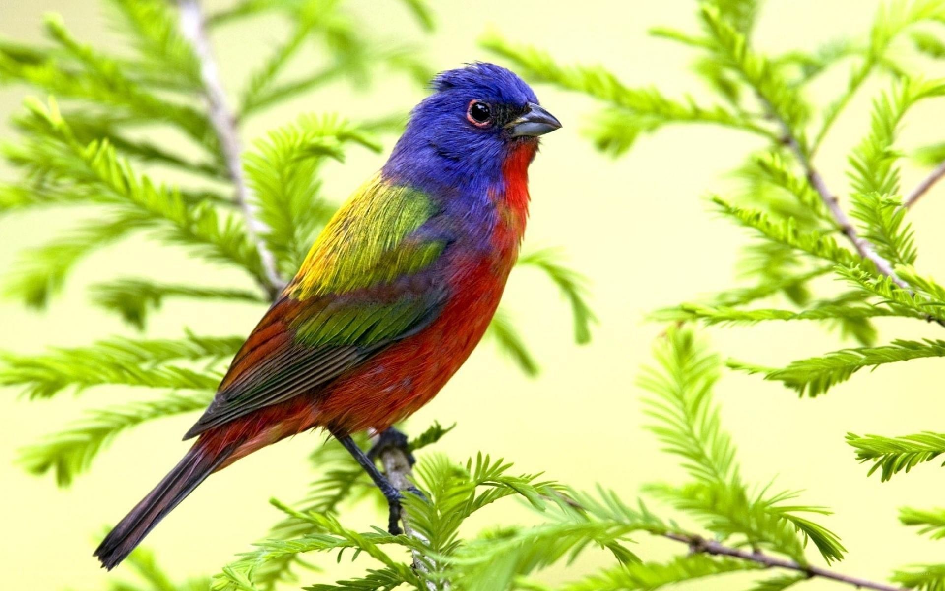 colorful bird on branch