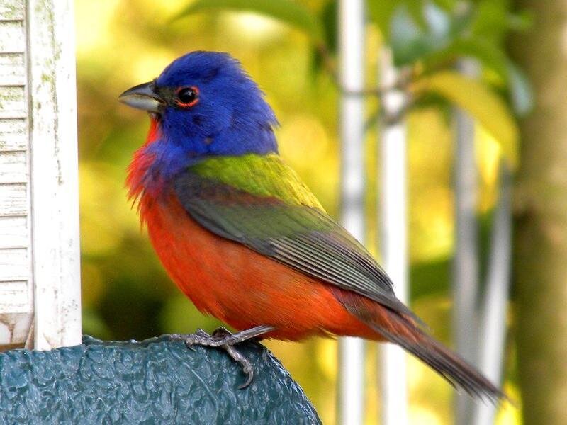 Colorful Bird on Feeder