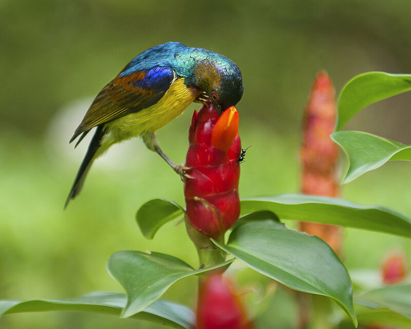 Colorful Bird on Flower — Green