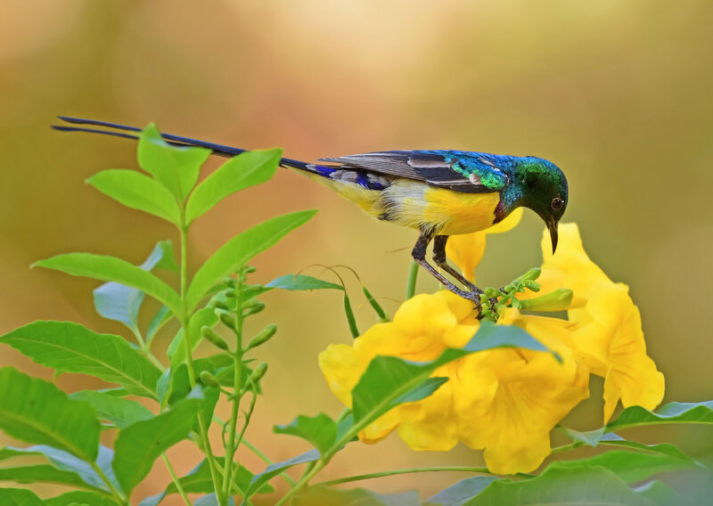 Colorful Bird on Flower — Yellow