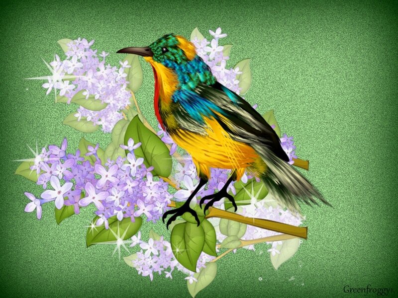 Colorful Bird on Flowers — Green