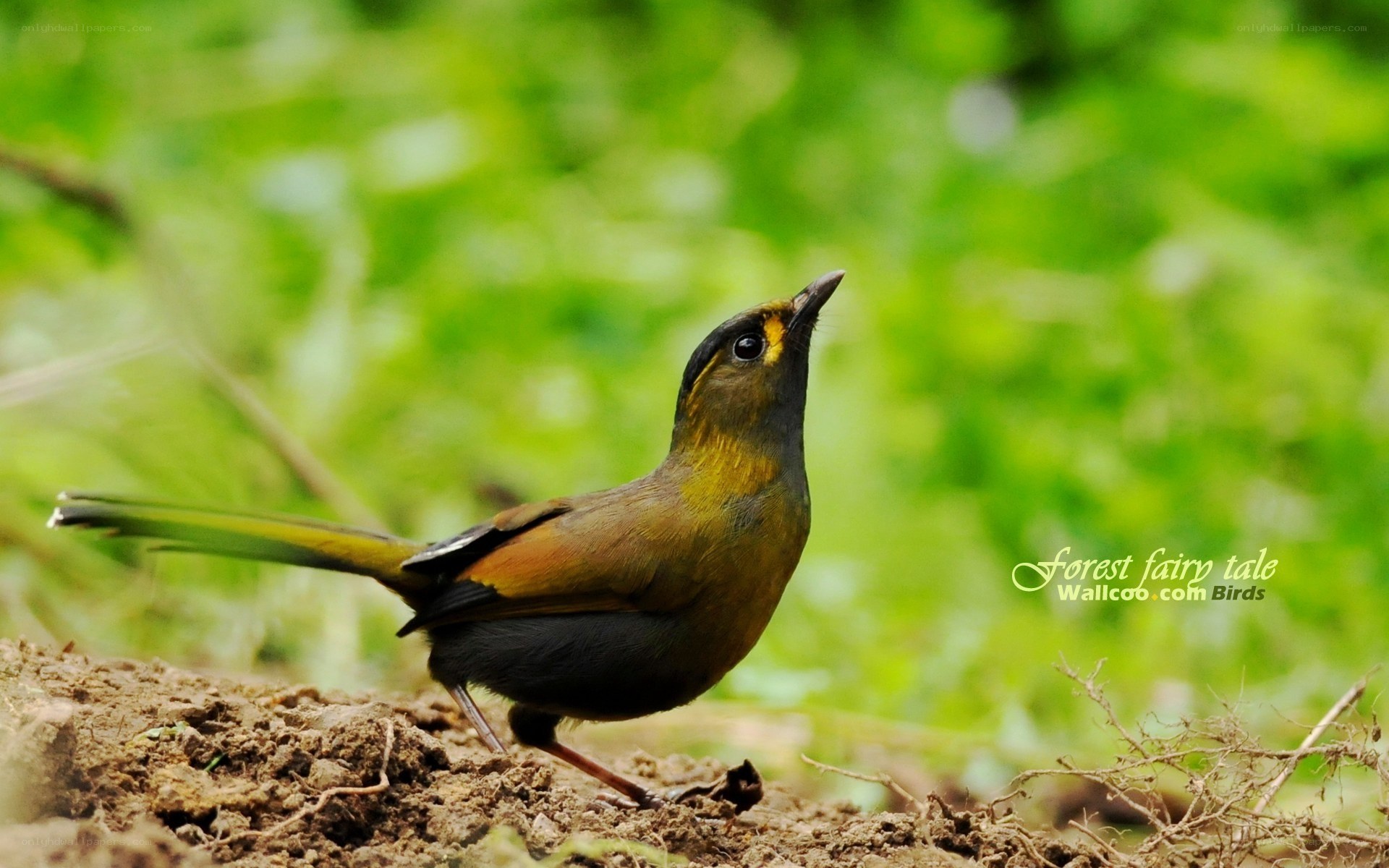 colorful bird on forest floor