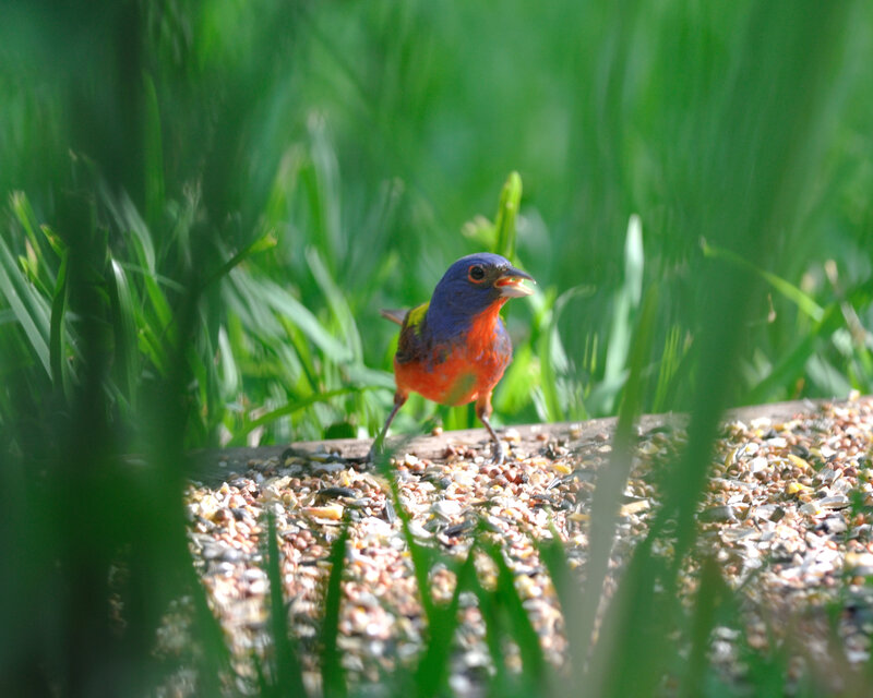 Colorful Bird on Ground