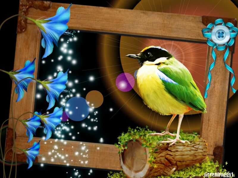 Colorful Bird on Log