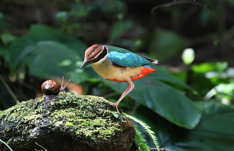 Colorful Bird on Mossy Rock — Green, Natural