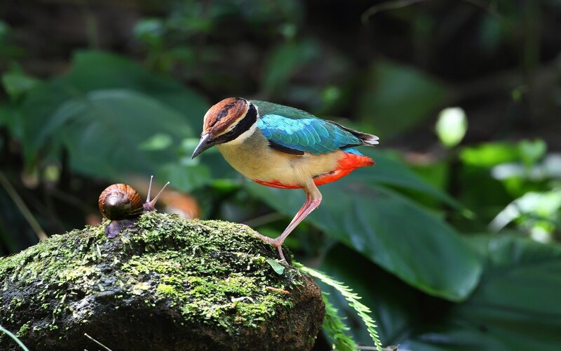 Colorful Bird on Mossy Rock — Green
