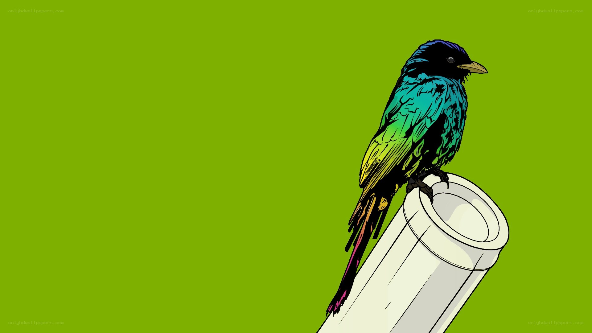 colorful bird on pipe