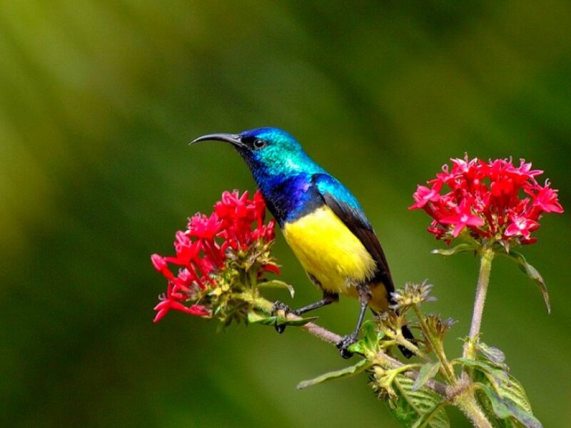 colorful bird on red flowers
