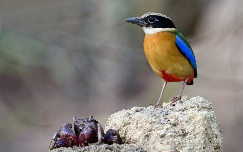 Colorful Bird on Rock — Blue