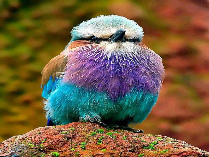 Colorful Bird on Rock