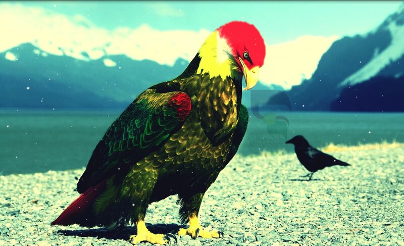 colorful bird on rocky shore